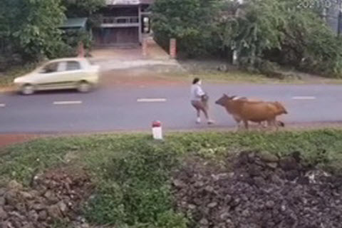Bò gây tai nạn cho người đi đường